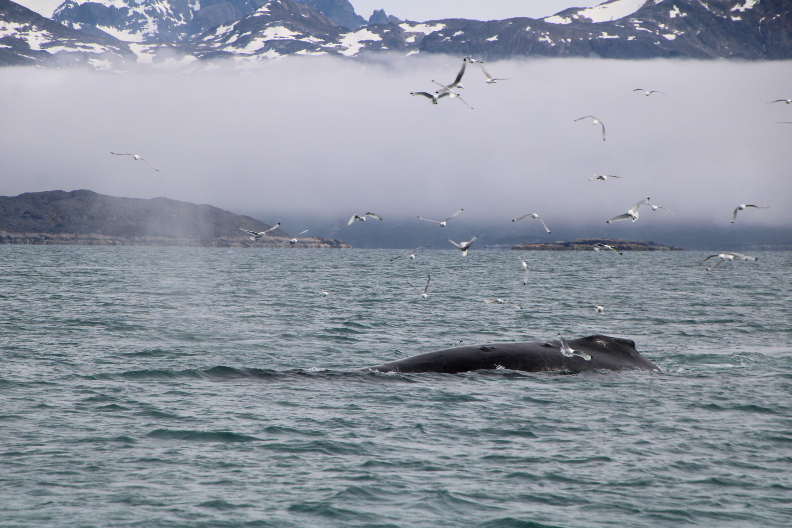 Navigation Arctique